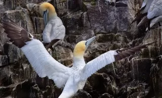 The cliffs of Noss are home to 150,000 birds during nesting season. 