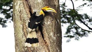 During our retreat we'll enjoy nature, looking for Great Hornbills in Botum Sakor NP