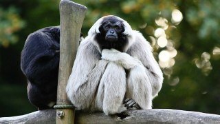 Pileated Gibbon in Botum Sakor NP